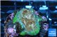 Echinophyllia pink green 2-4 cm WYSIWYG acclimaté