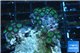 Zoanthus green blue 3-6 cm WYSIWYG acclimaté