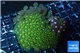 Zoanthus mix color premium 9-12 cm WYSIWYG acclimaté