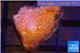 Montipora pink 2-3 cm WYSIWYG acclimaté