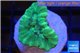 Caulastrea green 1 polyp WYSIWYG acclimaté