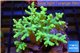 Sinularia green 7-11 cm WYSIWYG acclimaté