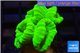Caulastrea neon green 4 polyps WYSIWYG acclimaté