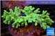 Sinularia green 7-10 cm WYSIWYG acclimaté