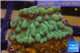 Montipora purple polyps 2-4 cm WYSIWYG acclimaté