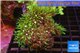 Pachyclavularia neon green 4-5 cm WYSIWYG acclimaté