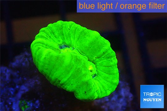 Caulastrea neon green 1 polyp WYSIWYG acclimaté