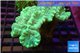 Caulastrea green 7-8 polyps WYSIWYG acclimaté