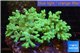 Sinularia green 7-11 cm WYSIWYG acclimaté