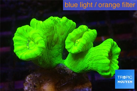 Caulastrea neon green 4-6 polyps WYSIWYG acclimaté