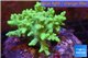 Sinularia green 6-10 cm WYSIWYG acclimaté