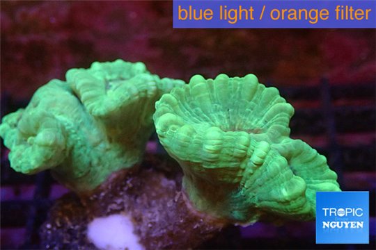 Caulastrea green 4-5 polyps WYSIWYG acclimaté