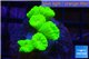 Caulastrea neon green 6 polyps WYSIWYG acclimaté