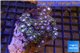 Zoanthus pink & green 4-6 cm WYSIWYG acclimaté