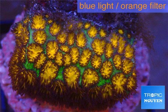 Leptastrea orange 2-4 cm WYSIWYG acclimaté