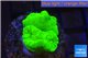 Caulastrea neon green 2-4 cm WYSIWYG acclimaté