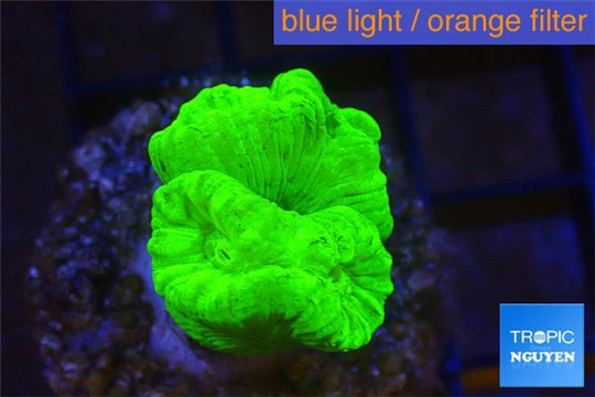 Caulastrea neon green 2-4 cm WYSIWYG acclimaté