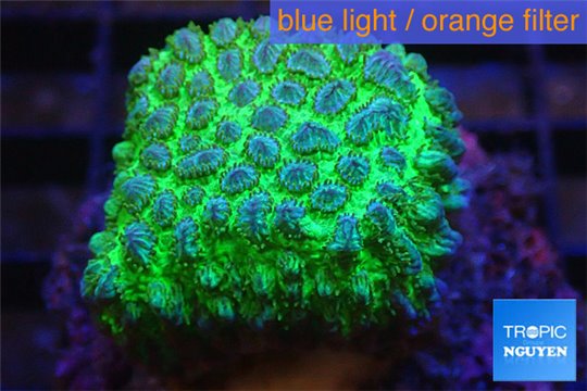 Cyphastrea neon green Australia 2-3 cm WYSIWYG acclimaté