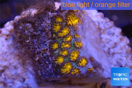 Leptastrea orange 1-2 cm WYSIWYG acclimaté