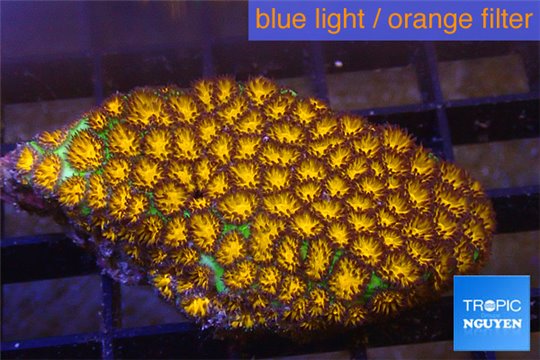 Leptastrea orange 3-5 cm WYSIWYG acclimaté