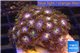 Zoanthus pink & green 4-6 cm WYSIWYG acclimaté