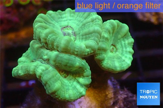 Caulastrea green 3 polyps WYSIWYG acclimaté