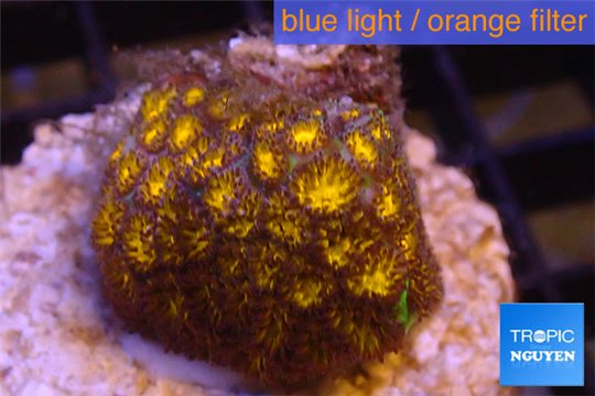 Leptastrea orange 2-4 cm WYSIWYG acclimaté