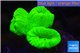 Caulastrea neon green 3-4 polyps WYSIWYG acclimaté