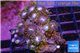 Zoanthus pink & green 2-4 cm WYSIWYG acclimaté