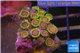 Zoanthus premium 2-4 cm WYSIWYG acclimaté