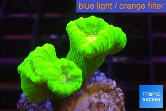 Caulastrea neon green 3-4 polyps WYSIWYG acclimaté