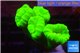 Caulastrea neon green 4-6 polyps WYSIWYG acclimaté