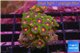 Zoanthus mix color 3-5 cm WYSIWYG acclimaté