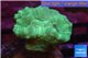 Caulastrea green 2-4 cm WYSIWYG acclimaté