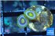 Zoanthus magician blue 2 polyps WYSIWYG acclimaté