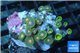 Zoanthus orange spot 2-4 cm WYSIWYG acclimaté