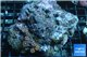 Zoanthus red blue & cultured live rock 6-8 cm WYSIWYG acclimaté