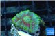 Rhodactis tricolor premium 1 polyp WYSIWYG acclimaté