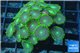 Zoanthus green 3-5 cm WYSIWYG acclimaté