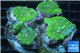 Rhodactis tricolor premium 4 polyps WYSIWYG acclimaté