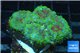 Rhodactis tricolor premium 3-4 polyps WYSIWYG acclimaté