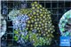 Zoanthus mix color 8-12 cm WYSIWYG acclimaté