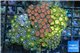 Zoanthus mix color premium 8-12 cm WYSIWYG acclimaté