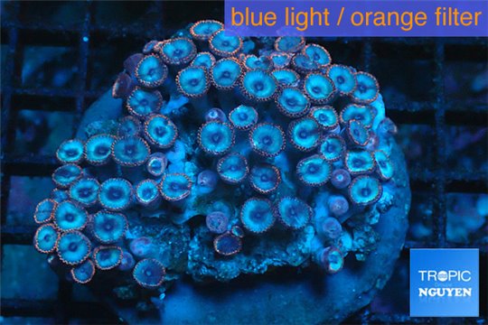 Zoanthus blue 8-12 cm WYSIWYG acclimaté