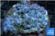 Zoanthus blue 8-12 cm WYSIWYG acclimaté