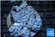 Zoanthus mix color 8-12 cm WYSIWYG acclimaté