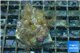 Parazoanthus gracilis yellow polyps 3-4 cm WYSIWYG acclimaté