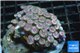 Zoanthus pink zipper 8-12 cm WYSIWYG acclimaté