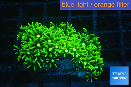 Pachyclavularia neon green 2-4 cm WYSIWYG acclimaté