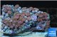 Zoanthus pink diamond 8-12 cm WYSIWYG acclimaté